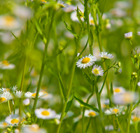 fileadmin/roha/images_galerie/Baum-natur-garten/Blumengarten-Blumen/BL-HAUSG-ASTER-0001-D-roha-Blumen-weisse-Herbstaster.png