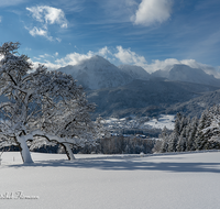 fileadmin/roha/images_galerie/orte_landschaft/Anger/Aufham/AUF-WI-FELB-0001-D-roha-Anger-Aufham-Felber-Hochstaufen-Zwiesel-Baum-Panorama-Winter-Schnee.png