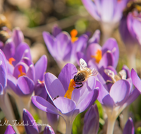 fileadmin/roha/images_galerie/Tiere/BL-KROK-0014-05-D-roha-Blumen-Krokus-Fruehling-lila-Biene-crocus-Anthophila.png