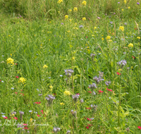 fileadmin/roha/images_galerie/Baum-natur-garten/Natur-Wildblumen-Landschaft/BL-WIESE-UF-0001-D-roha-Blumenwiese.png