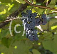 fileadmin/roha/images_galerie/Baum-natur-garten/Gemuese-Garten-Kraeuter-neu/GAR-BEER-WEIN-0001-D-roha-Garten-Weitraube-Beeren-blau-Obst.jpg