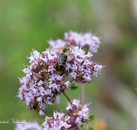 fileadmin/roha/images_galerie/Tiere/GAR-KRAEUT-ORIG-0003-D-roha-Garten-Kraeuter-Origano-Origanum-Biene-Apis-mellifera.png