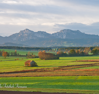 fileadmin/roha/images_galerie/orte_landschaft/Haarmoos/HAARM-0052-D-roha-Abtsdorf-Laufen-Haarmoos-Stadel-Fuderheuberg-Hochstaufen-Zwiesel-Herbst.png