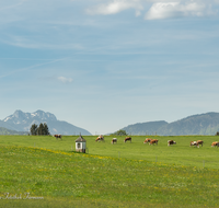 fileadmin/roha/images_galerie/orte_landschaft/Surberg_-_Lauter/LANDS-LAUT-0001-D-roha-Landschaft-Lauter-Bildstock-Kuh-Herde-Chiemgauer-Berge.png