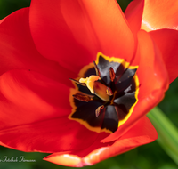 fileadmin/roha/images_galerie/Baum-natur-garten/Blumengarten-Blumen/BL-HAUSG-TULP-0040-01-15-D-roha-Hausgarten-Blumen-Tulpen-Tulipa-Fruehling.png