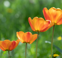 fileadmin/roha/images_galerie/Baum-natur-garten/Blumengarten-Blumen/BL-HAUSG-TULP-0100-01-D-roha-Hausgarten-Blumen-Tulpen-Tulipa-Fruehling.png