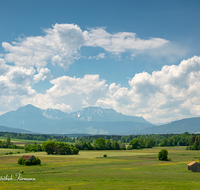 fileadmin/roha/images_galerie/orte_landschaft/Haarmoos/HAARM-0034-0-03-D-roha-Abtsdorf-Laufen-Haarmoos-Saaldorf-Hochstaufen-Zwiesel-Blumenwiese.png