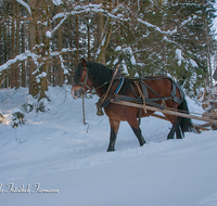 fileadmin/roha/images_galerie/Landwirtschaft/Forst-Holzknecht/HOLZKNE-HAM-PFERD-0015-1420-1767-D-roha-Holzknecht-Pferd-Schlitten-Winter-Siegsdorf-Hammer-Winterzug.png