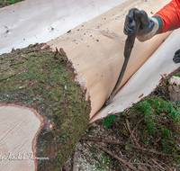 fileadmin/roha/images_galerie/Landwirtschaft/Forst-Holzknecht/HOLZKNE-0004-2018-1343-02-D-roha-Holzknecht-Teisenberg-Baum-Fichte-Schimpern-entrinden.png