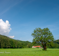 fileadmin/roha/images_galerie/orte_landschaft/Anger/Anger/Anger-Landschaft/LANDS-ANG-RAMS-0002-01-D-roha-Landschaft-Anger-Teisendorf-Ramsau-Sommer-Eiche.png