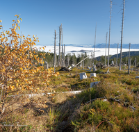 fileadmin/roha/images_galerie/Baum-natur-garten/Baeume/BAUM-TOTH-TEIS-B-0006-D-roha-Baum-Wald-Totholz-Teisenberg-Poschennock.png