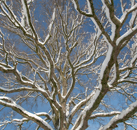 fileadmin/roha/images_galerie/Baum-natur-garten/Baeume/BAUM-WINT-AN-HOEGL-0004-D-roha-Baum-Winter-Quercus-Eiche-Anger-Hoegl.png