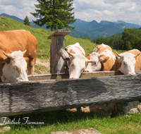 fileadmin/roha/Interessantes-in-Kurzform/ab-4-2021/SCHLECH-OBER-BRU-ALM-KU-0003-D-M-roha-Schleching-Oberauer-Brunst-Alm-Kuehe-Brunnen.png