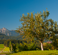 fileadmin/roha/images_galerie/orte_landschaft/Ainring/BAUM-APFEL-OBST-0018-D-roha-Baum-Apfelbaum-Obst-Apfel-Hochstaufen-Ainring-Strass.png