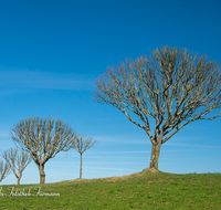 fileadmin/roha/images_galerie/Baum-natur-garten/Baeume/BAUM-PALM-WEID-0033-D-roha-Baum-Weide-Palmkaetzchen.png