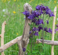 fileadmin/roha/images_galerie/Baum-natur-garten/Blumengarten-Blumen/BL-HAUSG-AKEL-0007-D-roha-Blume-Hausgarten-Akelei-Aquilegia.png