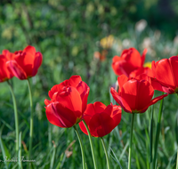 fileadmin/roha/images_galerie/Baum-natur-garten/Blumengarten-Blumen/BL-HAUSG-TULP-0041-03-D-roha-Hausgarten-Blumen-Tulpen-Tulipa-Fruehling-rot.png