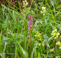 fileadmin/roha/Interessantes-in-Kurzform/BL-WIESE-FRUEHL-0006-D-roha-Blumenwiese-Fruehjahr-Fruehling-Schluesselblume-Primula-elatior-Corydalis-cava.png