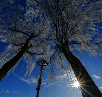 fileadmin/roha/images_galerie/kirche_religion/Saaldorf/KKKM-SAAL-ABTS-0001-6-D-M-roha-Wegkreuz-Abtsdorf-Saaldorf-Sonne-Birke.png