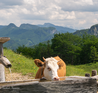 fileadmin/roha/images_galerie/orte_landschaft/Schleching/SCHLECH-OBER-BRU-ALM-KU-0020-D-roha-Schleching-Oberauer-Brunst-Alm-Kuehe.png