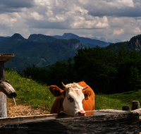 fileadmin/roha/images_galerie/orte_landschaft/Schleching/SCHLECH-OBER-BRU-ALM-KU-0020-D-roha-Schleching-Oberauer-Brunst-Alm-Kuehe.png