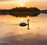 fileadmin/roha/images_galerie/stimmung-Sonne/Sonnenuntergang/SO-UN-ABTSD-0003-2019-01-D-roha-Sonnenuntergang-Abtsdorfer-See-Schwan.png