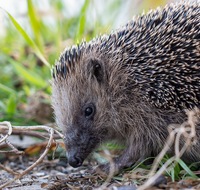 fileadmin/roha/images_galerie/Tiere/TIE-IGEL-0001-05-D-roha-Tiere-Igel-Erinaceidae.png