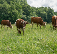 fileadmin/roha/images_galerie/Tiere/Kuh-Schaf-Pferd-Ziege/TIE-KUEHE-ANG-PR-0001-D-roha-Tiere-Kuehe-Anger-Weide.png