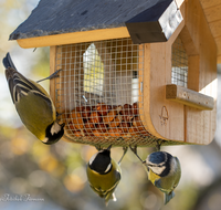 fileadmin/roha/images_galerie/Tiere/Vogel/TIE-VOEG-HAEUSCH-0014-16-D-roha-Tiere-Vogel-Haeuschen-Futter-Meise.png