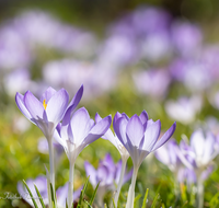 fileadmin/roha/images_galerie/Baum-natur-garten/Blumengarten-Blumen/BL-KROK-0039-7986-D-roha-Blumen-Krokus-Fruehling-blau-lila-crocus.png