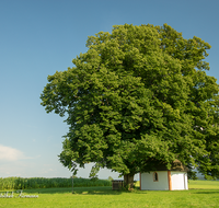 fileadmin/roha/images_galerie/kirche_religion/Teisendorf/KKKM-TEIS-KLEIN-RUECK-0008-D-roha-Kapelle-Kleinrueckstetten-Linde-Baum.png