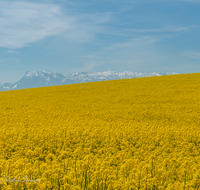 fileadmin/roha/images_galerie/orte_landschaft/Saaldorf/LANDS-SAAL-ABTS-0003-D-roha-Landschaft-Saaldorf-Abtsdorf-Untersberg-Rapsfeld.png