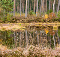 fileadmin/roha/images_galerie/orte_landschaft/Petting/Schoenramer-Moor/PE-SCHOENR-MOOR-0020-06-D-roha-Petting-Schoenramer-Moor-Herbst-Wasser-Moos.png