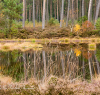 fileadmin/roha/images_galerie/orte_landschaft/Petting/Schoenramer-Moor/PE-SCHOENR-MOOR-0020-06-D-roha-Petting-Schoenramer-Moor-Herbst-Wasser-Moos.png