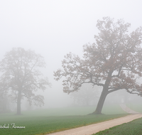 fileadmin/roha/images_galerie/stimmung-Sonne/STIM-TEI-AN-RA-0009-D-roha-Stimmung-Teisendorf-Anger-Ramsau-Nebel-Eiche-Weg.png