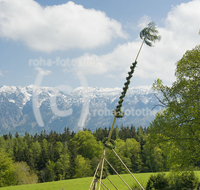 fileadmin/roha/images_galerie/brauchtum/Maibaum/Piding-Johannishoegl/BR-MAIB-PID-JOH-0004-1358-01-D-roha-Brauchtum-Maibaum-Piding-Johannishoegl-Untersberg-Linde.jpg