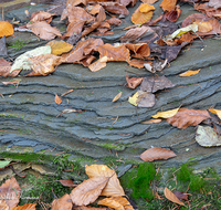 fileadmin/roha/images_galerie/Baum-natur-garten/Natur-Wildblumen-Landschaft/NATUR-BLATT-STEIN-0001-D-roha-Natur-Sandstein-Blatt-Herbst-Stoisser-Ache-Anger.png