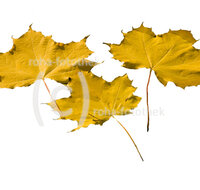 fileadmin/roha/images_galerie/Clipart/BAUM-AHORN-BL-0014-D-F-roha-Baum-Ahorn-Blatt-Herbst-Wasser-Moorsee.jpg