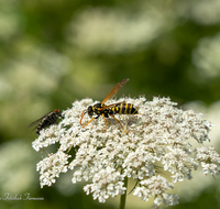 fileadmin/roha/images_galerie/Baum-natur-garten/Natur-Wildblumen-Landschaft/BL-WIESE-UF-MOE-0016-D-roha-Blumenwiese-Wilde-Moehre-Daucus-carota-subsp-Wespe.png