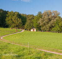 fileadmin/roha/images_galerie/kirche_religion/Anger/KKKM-ANG-AUF-JECH-0001-02-D-roha-Kapelle-Anger-Aufham-Jechling-Weg-Weide-Kuh.png