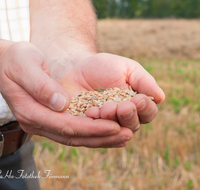 fileadmin/roha/images_galerie/Landwirtschaft/LANDW-GETR-HA-0003-D-roha-Landwirtschaft-Getreide-Laufener-Landweizen-Hand.png