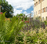 fileadmin/roha/images_galerie/orte_landschaft/Laufen/LAUF-STIFTSK-GART-0007-D-roha-Laufen-Stiftskirche-Garten-Blumen.png