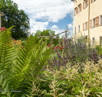 fileadmin/roha/images_galerie/orte_landschaft/Laufen/LAUF-STIFTSK-GART-0007-D-roha-Laufen-Stiftskirche-Garten-Blumen.png