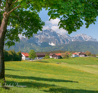 fileadmin/roha/images_galerie/orte_landschaft/Piding/PID-SECHSH-0002-D-roha-Piding-Sechshoegl-Hochstaufen-Zwiesel-Fruehling-Blumenwiese.png