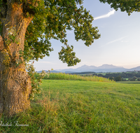 fileadmin/roha/images_galerie/orte_landschaft/Teisendorf/Weildorf/TEI-WEI-PAN-0015-D-roha-Teisendorf-Weildorf-Saaldorf-Schign-Hochstaufen-Zwiesel-Baum.png