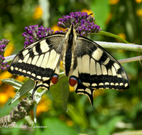 fileadmin/roha/images_galerie/Tiere/TIE-SCHMETT-SCHW-0003-D-roha-Tier-Schmetterling-Schwalbenschwanz.png