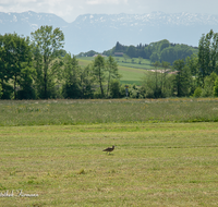 fileadmin/roha/images_galerie/orte_landschaft/Haarmoos/TIE-VOEG-BRACH-0009-D-ADH-roha-Tiere-Vogel-Brachvogel-Numenius-Haarmoos.png