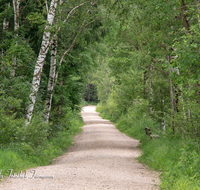 fileadmin/roha/images_galerie/wege/WEGE-SCHOEN-MOOR-0005-D-roha-Weg-Schoenramer-Moor-Wandern-Wald-Birke.png