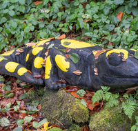 fileadmin/roha/images_galerie/wege/WEGE-TEIS-VERS-0010-01-D-roha-Weg-Teisendorf-Skulpturenweg-Wald-Herbst-Salamander.png