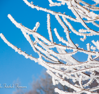 fileadmin/roha/images_galerie/Winter/WINT-HAARM-0009-05-D-roha-Winter-Haarmoos-Schnee-Rauhreif-Zweige.png